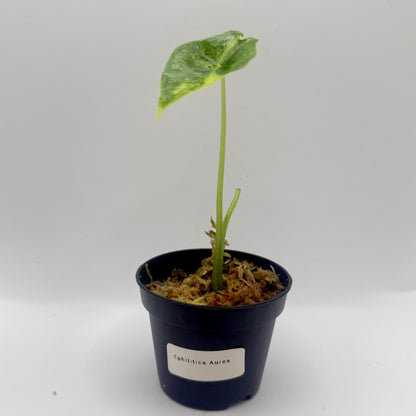 Alocasia Epilithica Aurea Variegata