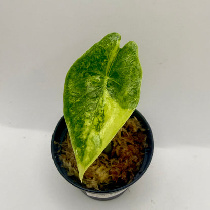 Alocasia Epilithica Aurea Variegata