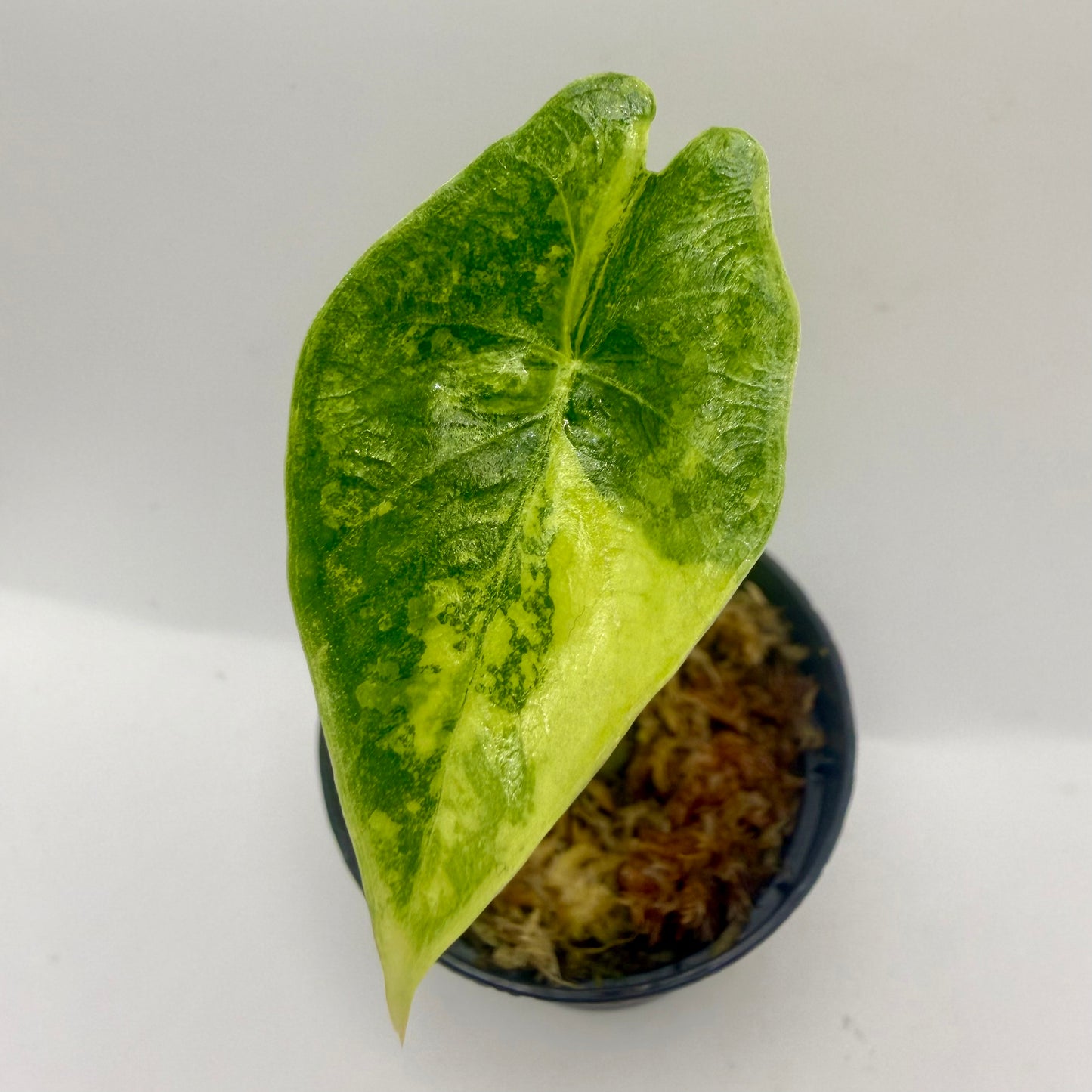 Alocasia Epilithica Aurea Variegata