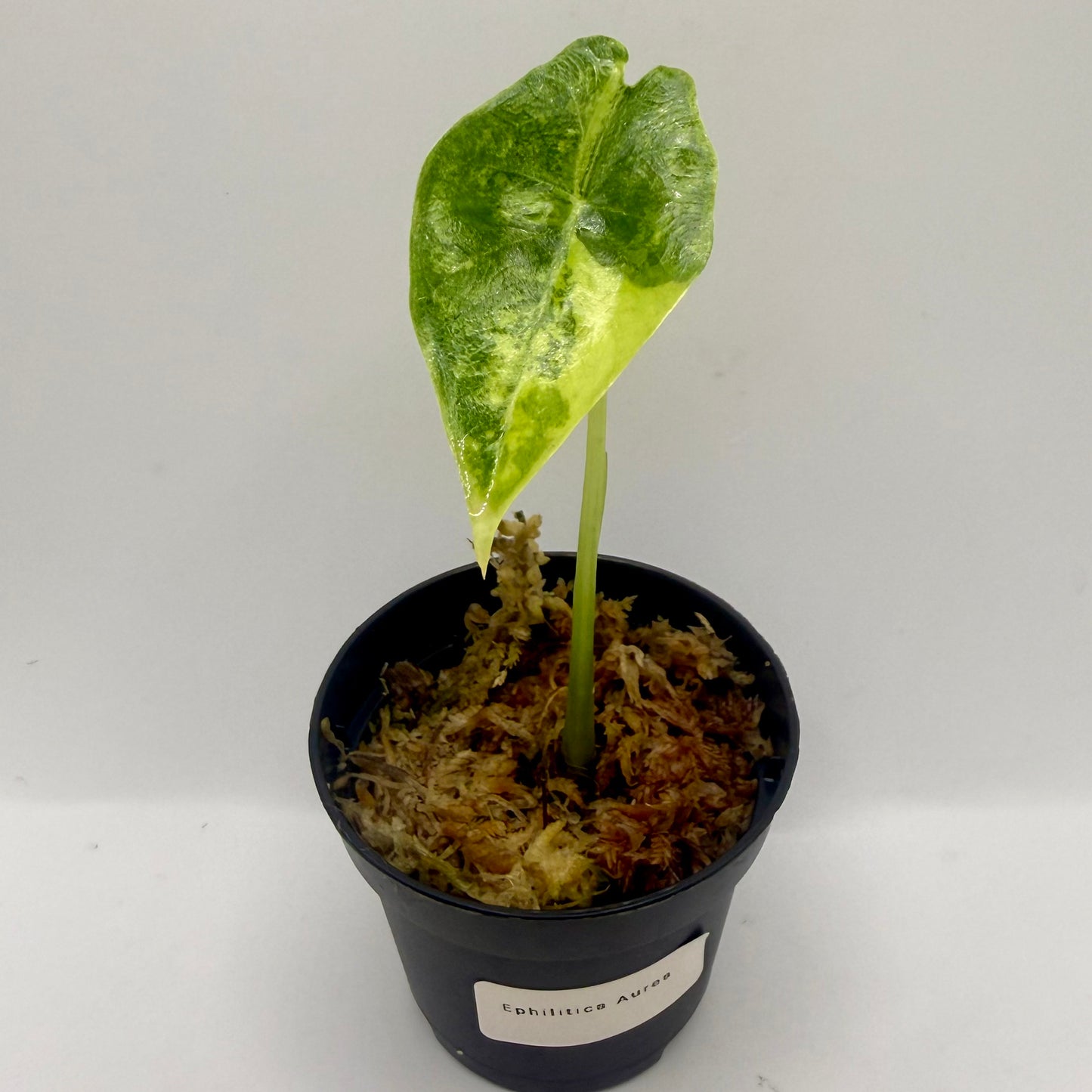 Alocasia Epilithica Aurea Variegata