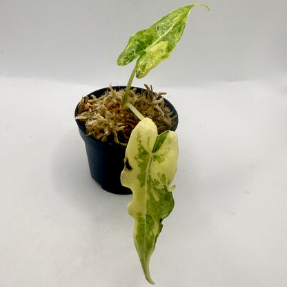 Alocasia Sarian Aurea Variegata