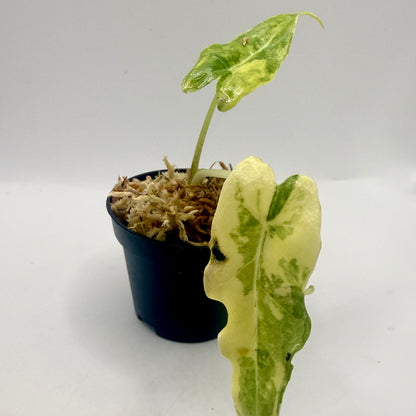 Alocasia Sarian Aurea Variegata