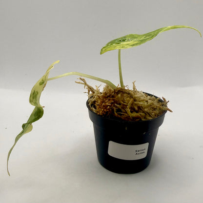 Alocasia Sarian Aurea Variegata
