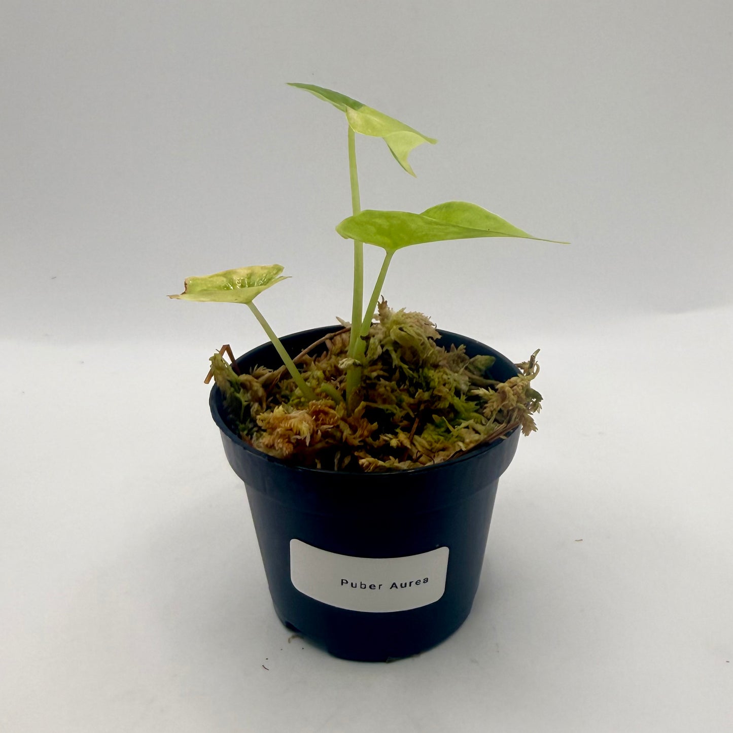 Alocasia Puber Aurea Variegata