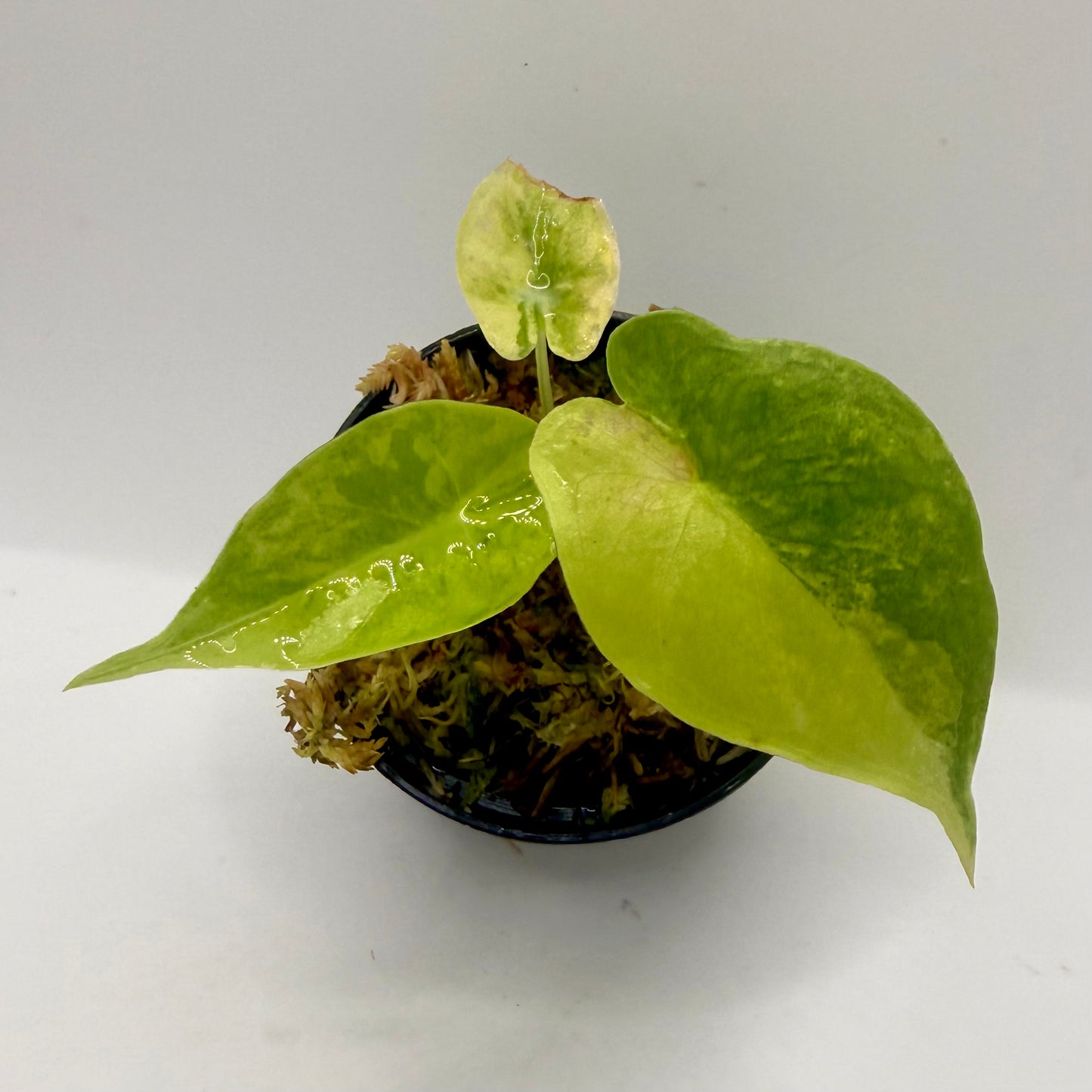 Alocasia Puber Aurea Variegata