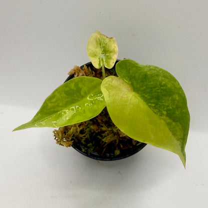 Alocasia Puber Aurea Variegata