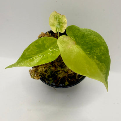 Alocasia Puber Aurea Variegata