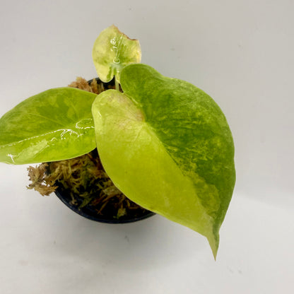 Alocasia Puber Aurea Variegata