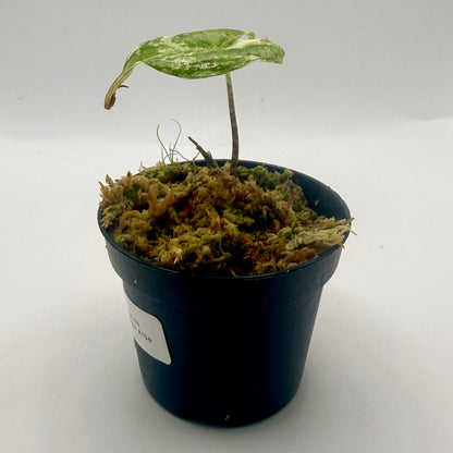 Alocasia Tigrina Superba Albo Variegata