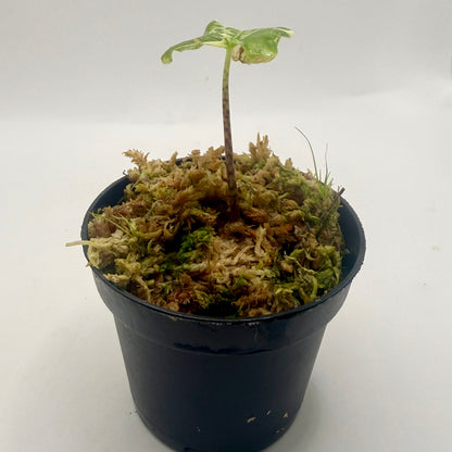 Alocasia Tigrina Superba Albo Variegata