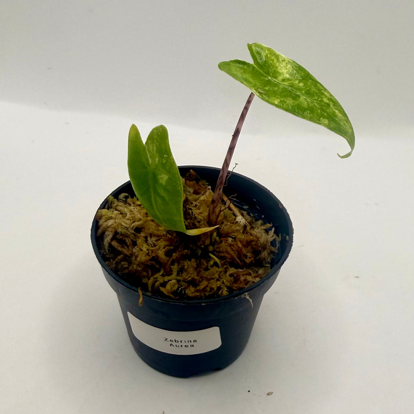 Alocasia Zebrina Aurea Variegata