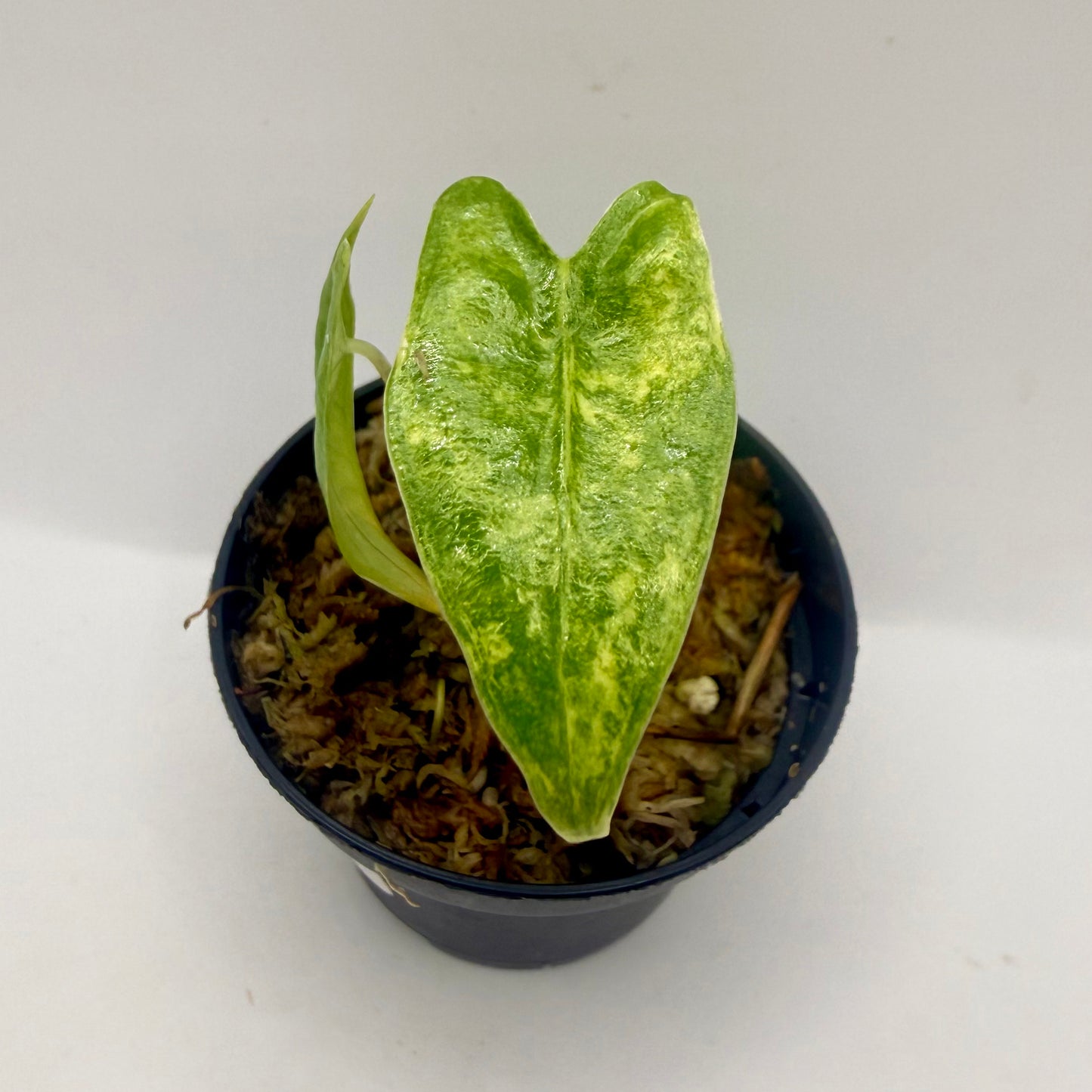 Alocasia Zebrina Aurea Variegata
