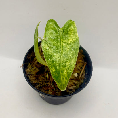 Alocasia Zebrina Aurea Variegata