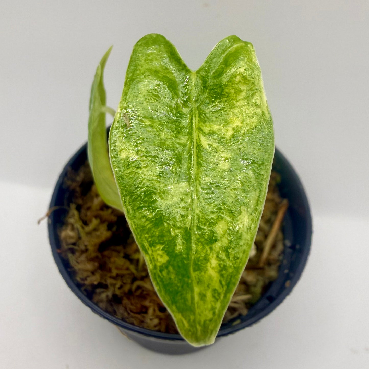 Alocasia Zebrina Aurea Variegata