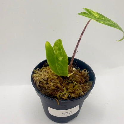 Alocasia Zebrina Aurea Variegata