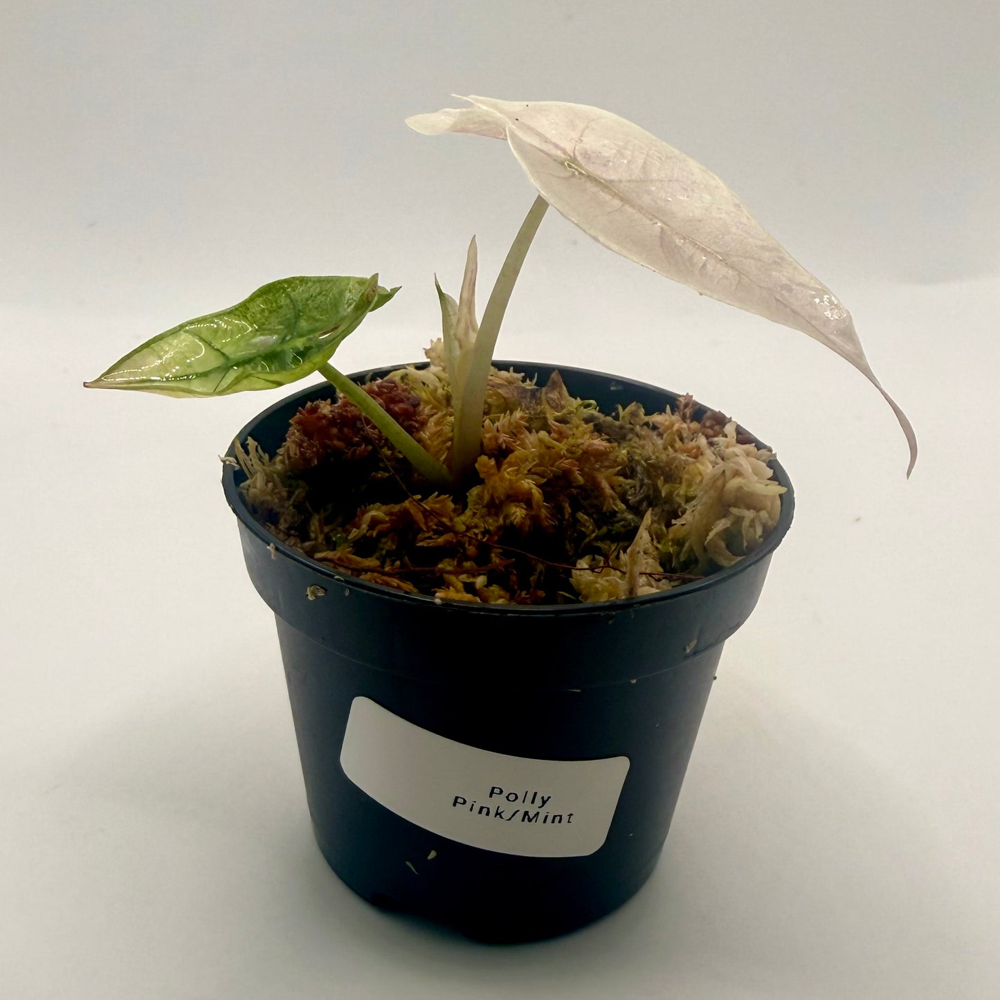 Alocasia Polly Mint/Pink Variegata