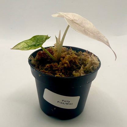 Alocasia Polly Mint/Pink Variegata