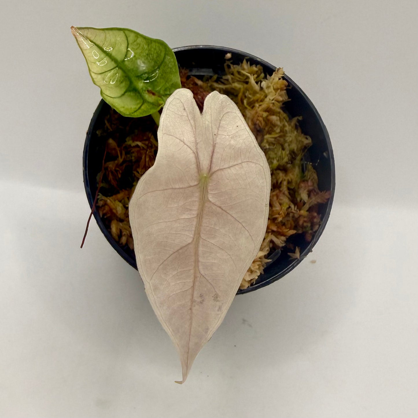 Alocasia Polly Mint/Pink Variegata