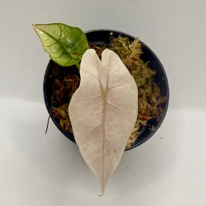 Alocasia Polly Mint/Pink Variegata