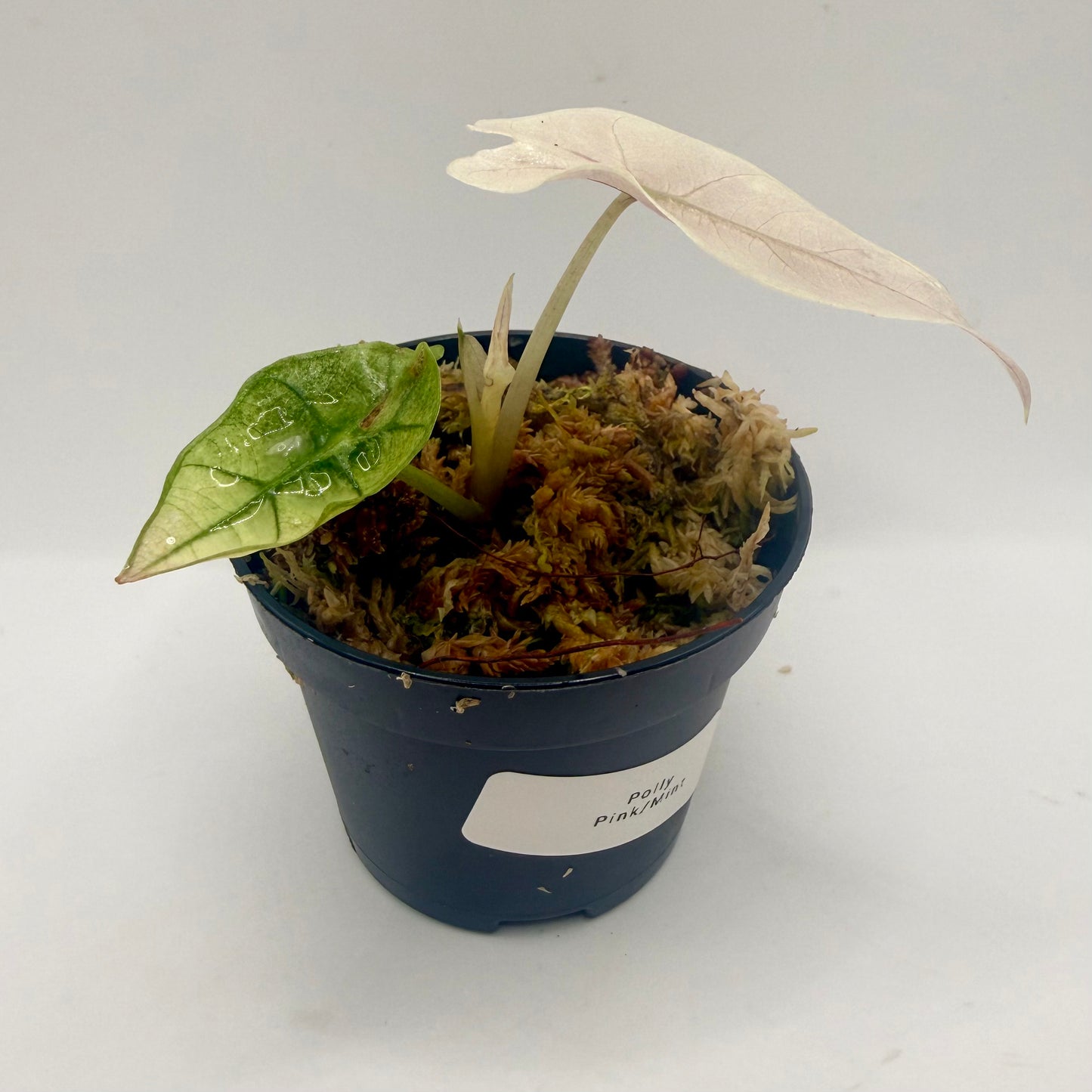 Alocasia Polly Mint/Pink Variegata