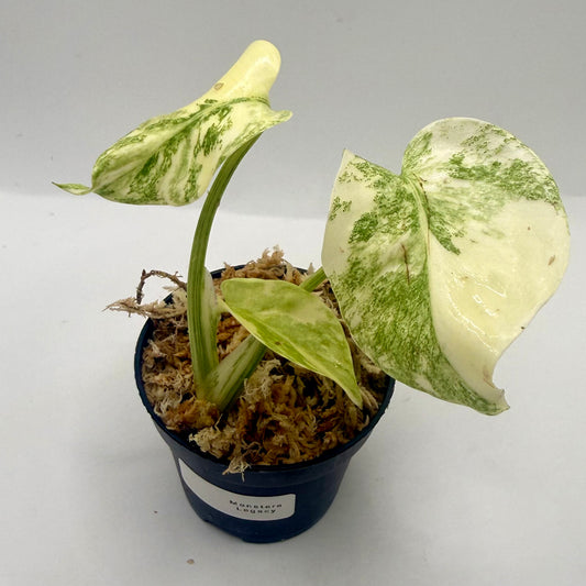 Monstera Legacy