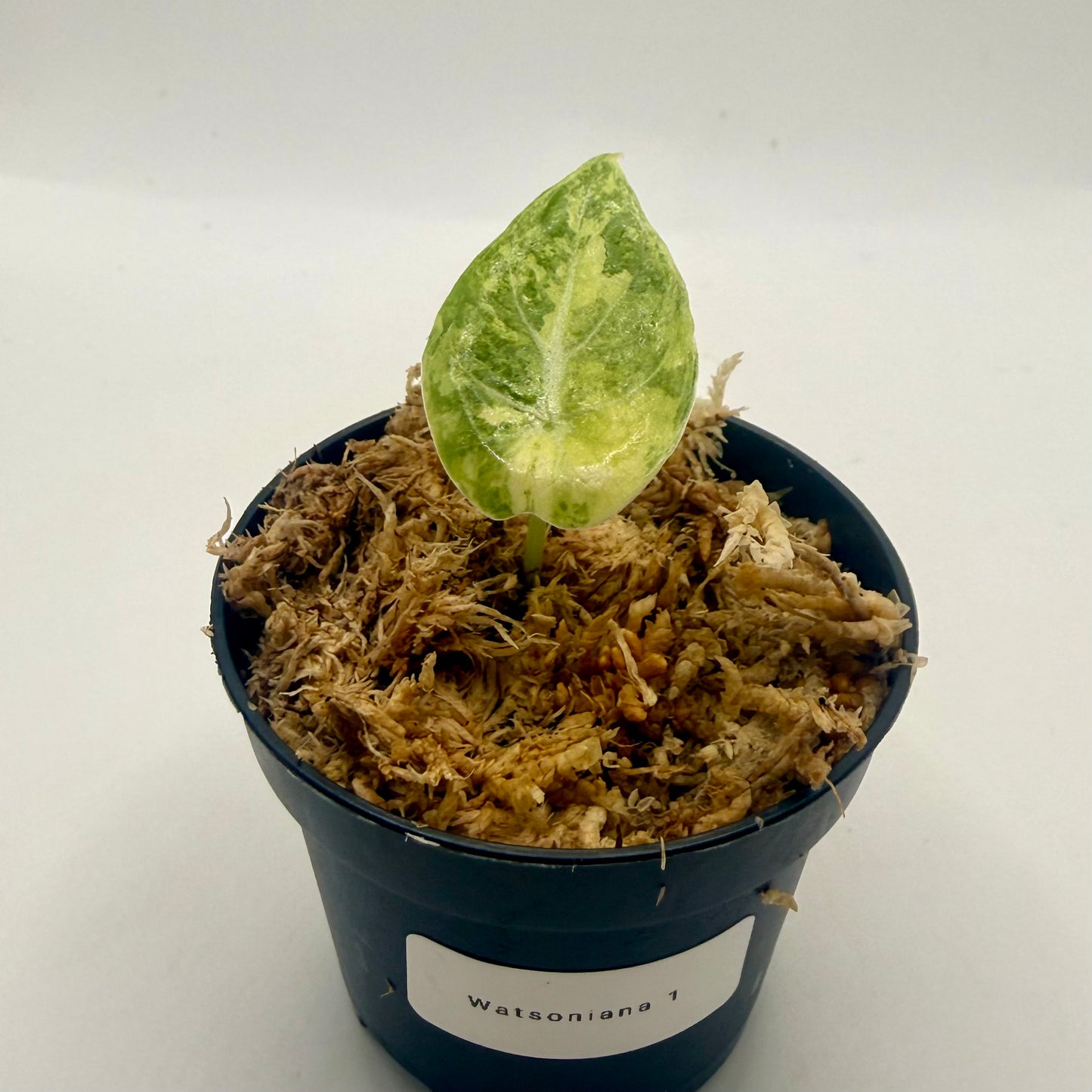 Alocasia Watsoniana Aurea Variegata