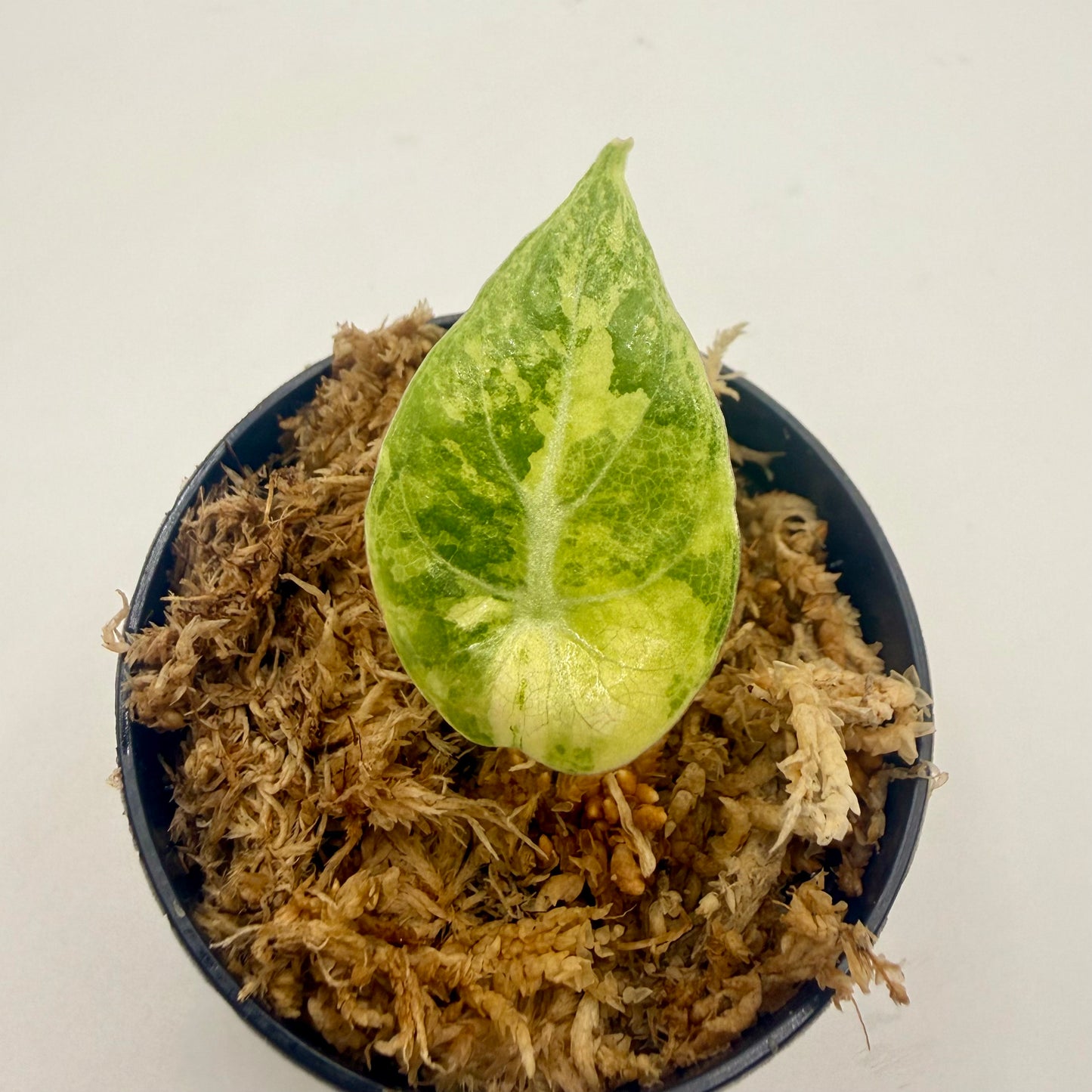 Alocasia Watsoniana Aurea Variegata