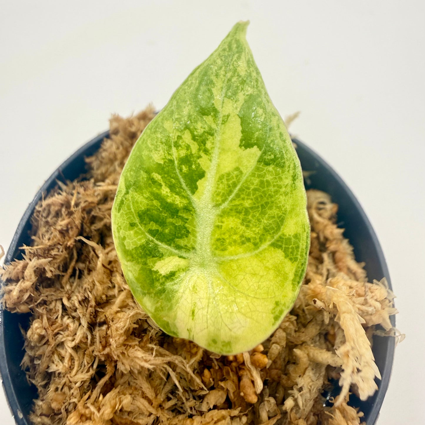 Alocasia Watsoniana Aurea Variegata