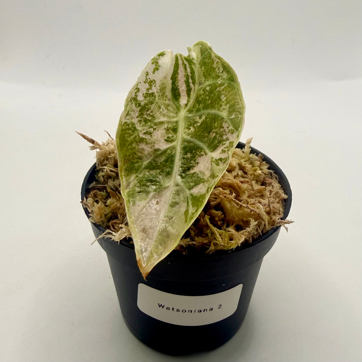 Alocasia Watsoniana - Albo/Pink Variegata