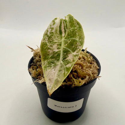 Alocasia Watsoniana - Albo/Pink Variegata