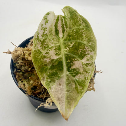 Alocasia Watsoniana - Albo/Pink Variegata