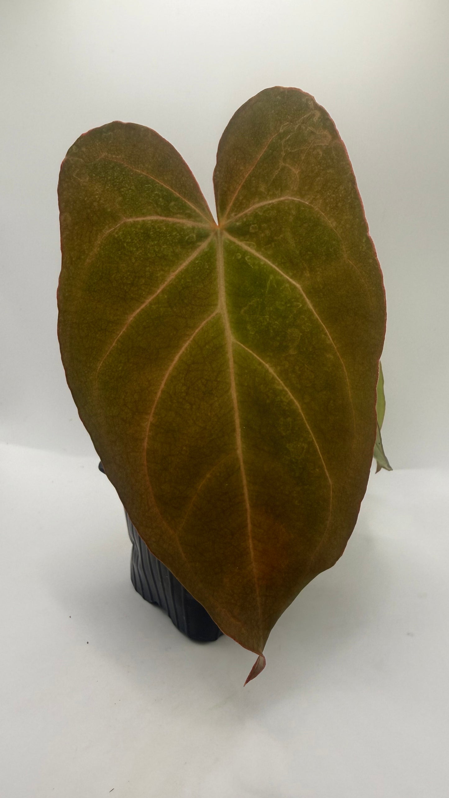 Anthurium Papillilaminum X