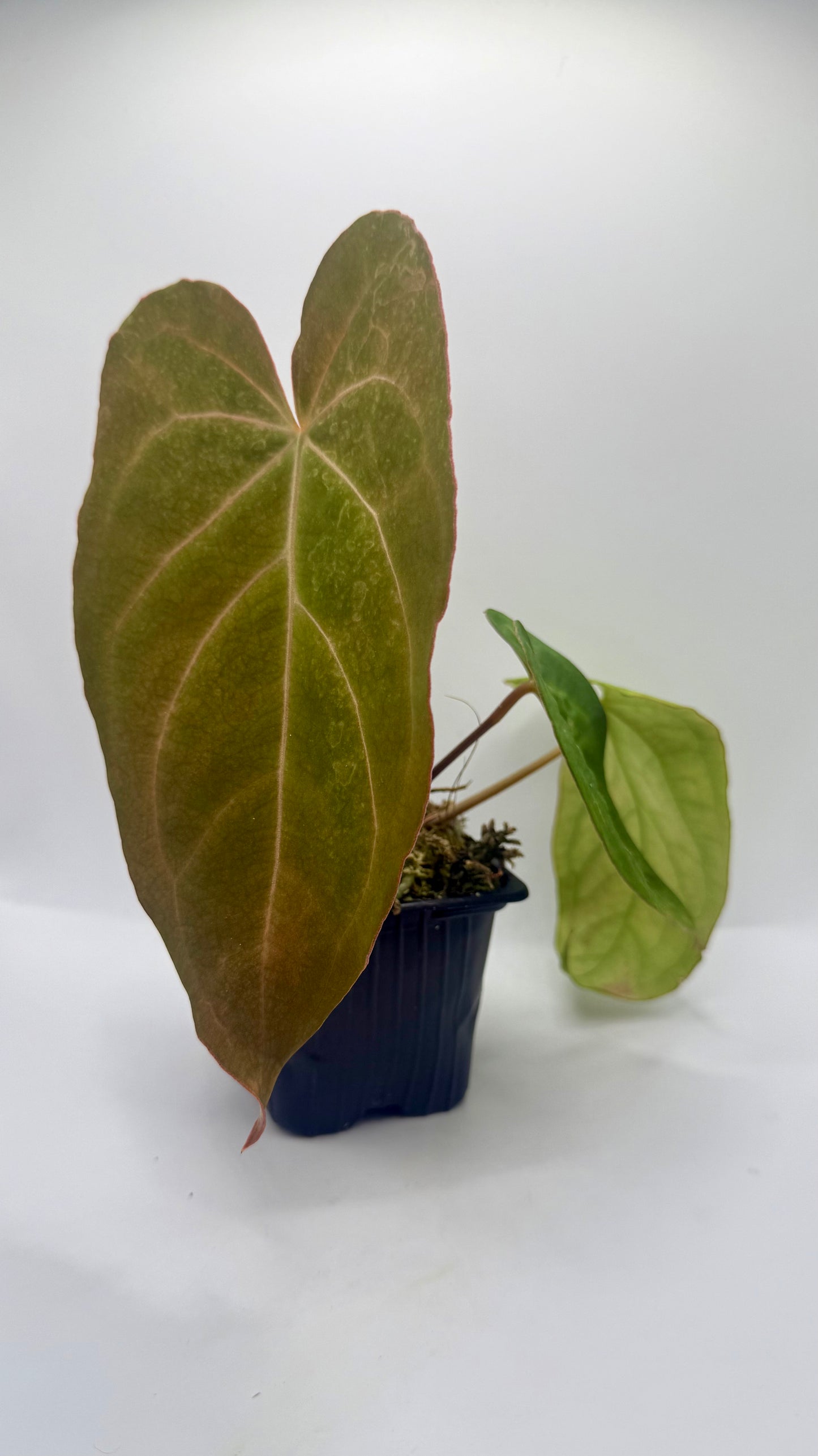 Anthurium Papillilaminum X