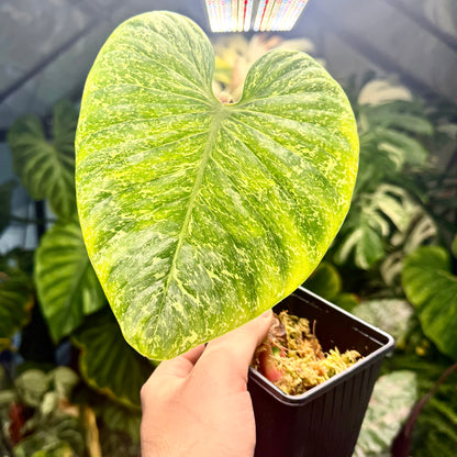 Philodendron Sodiroi Variegated