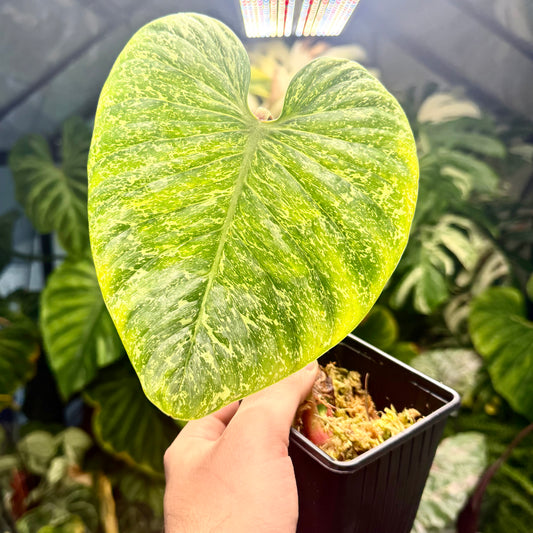 Philodendron Sodiroi Variegated