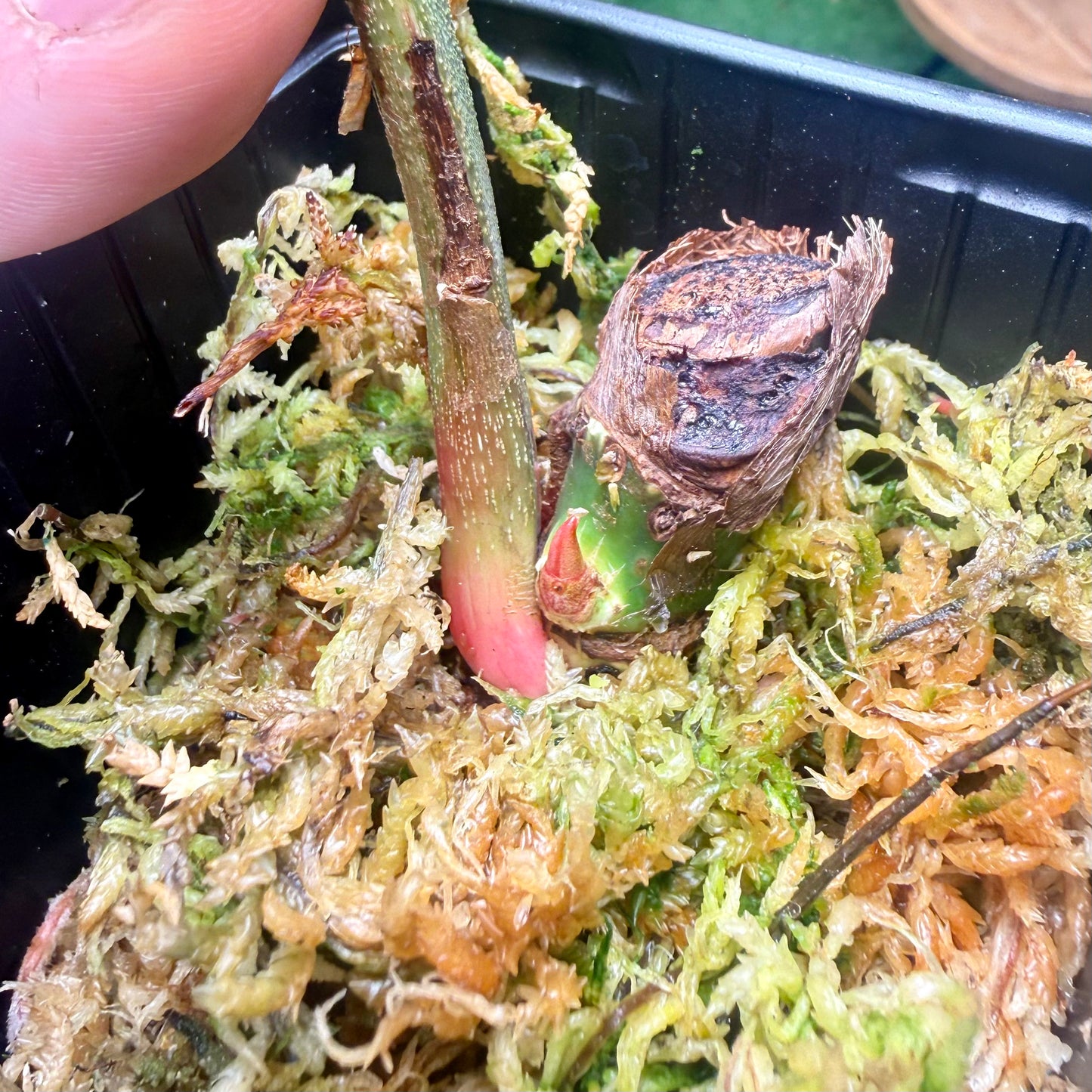 Philodendron Sodiroi Variegated