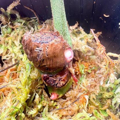 Philodendron Sodiroi Variegated