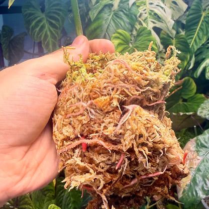 Philodendron Sodiroi Variegated