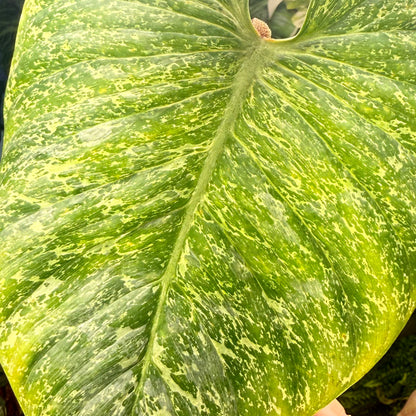 Philodendron Sodiroi Variegated