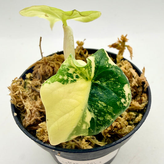 Alocasia Maharani Lemon Lime Variegata