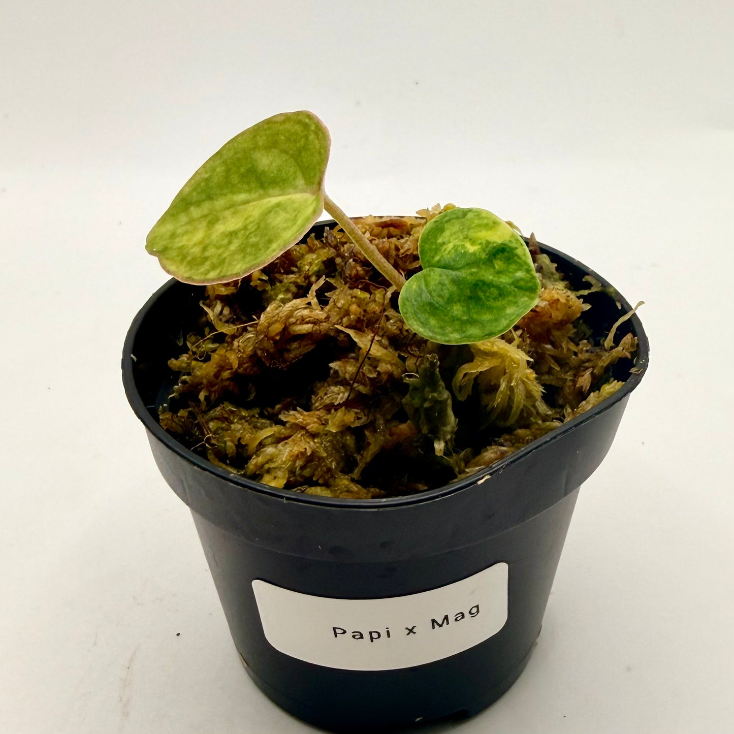 Anthurium Papillilaminum  x  Magnificum Variegata