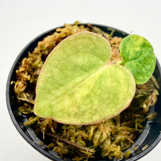 Anthurium Papillilaminum  x  Magnificum Variegata