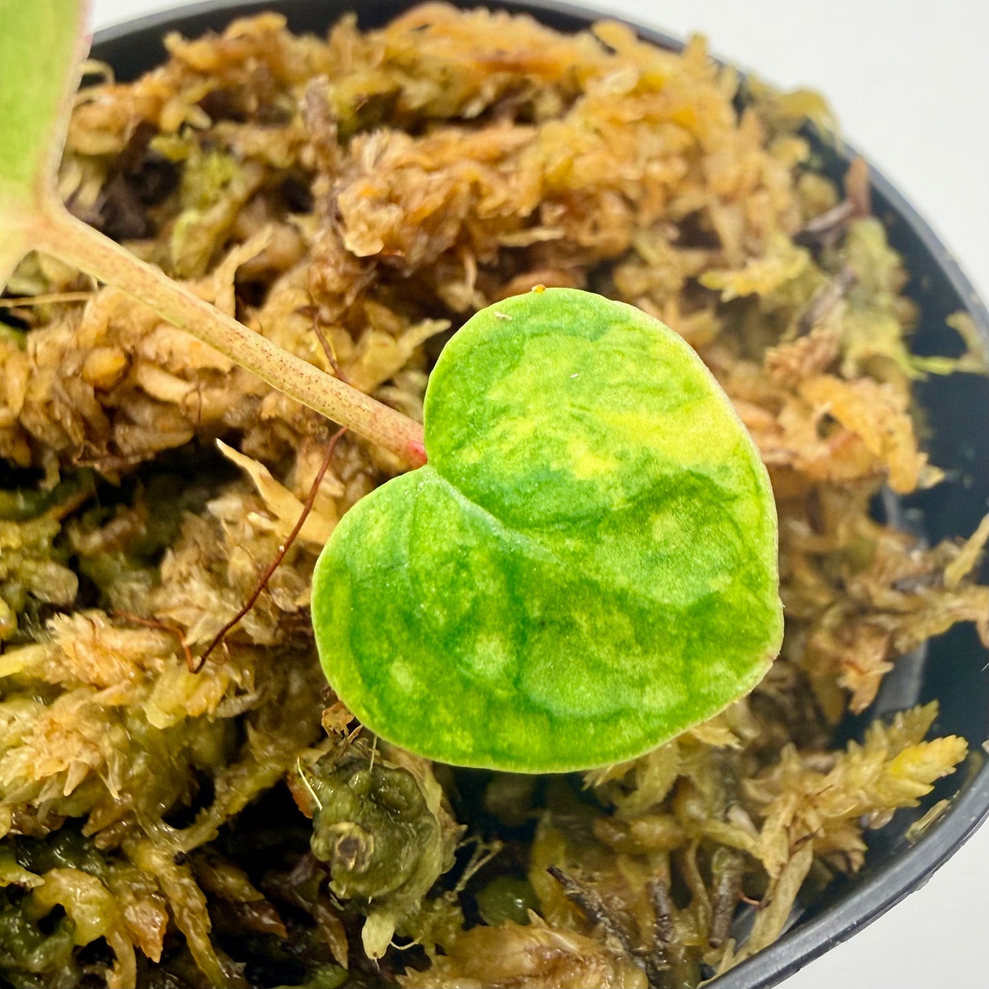 Anthurium Papillilaminum  x  Magnificum Variegata