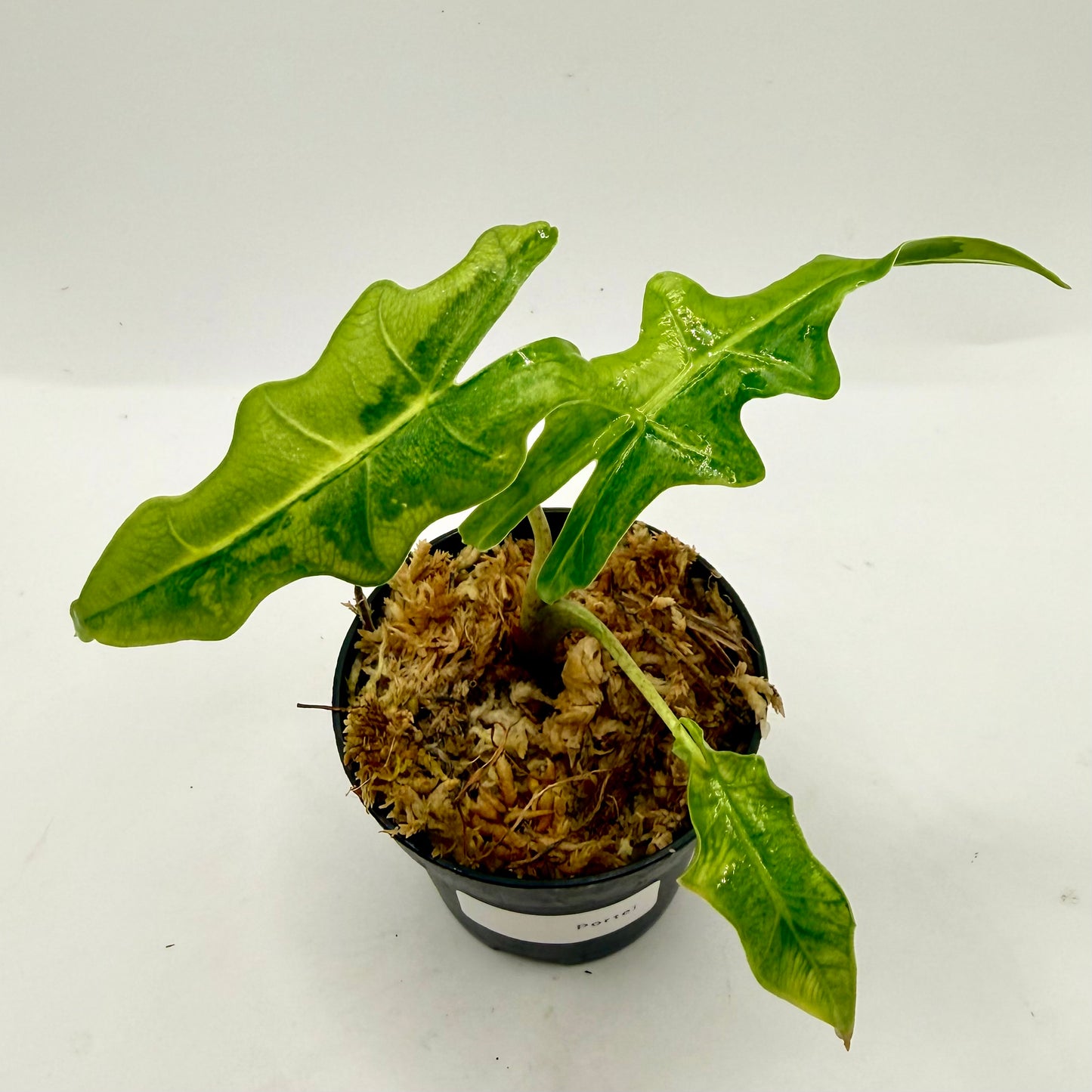 Alocasia Portei Aurea Variegata