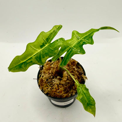 Alocasia Portei Aurea Variegata