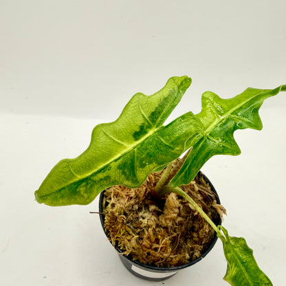 Alocasia Portei Aurea Variegata