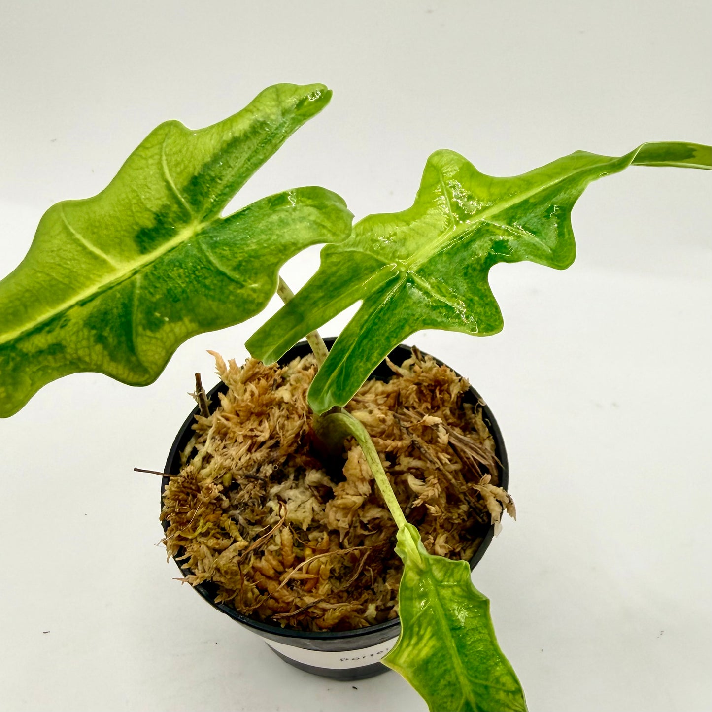 Alocasia Portei Aurea Variegata