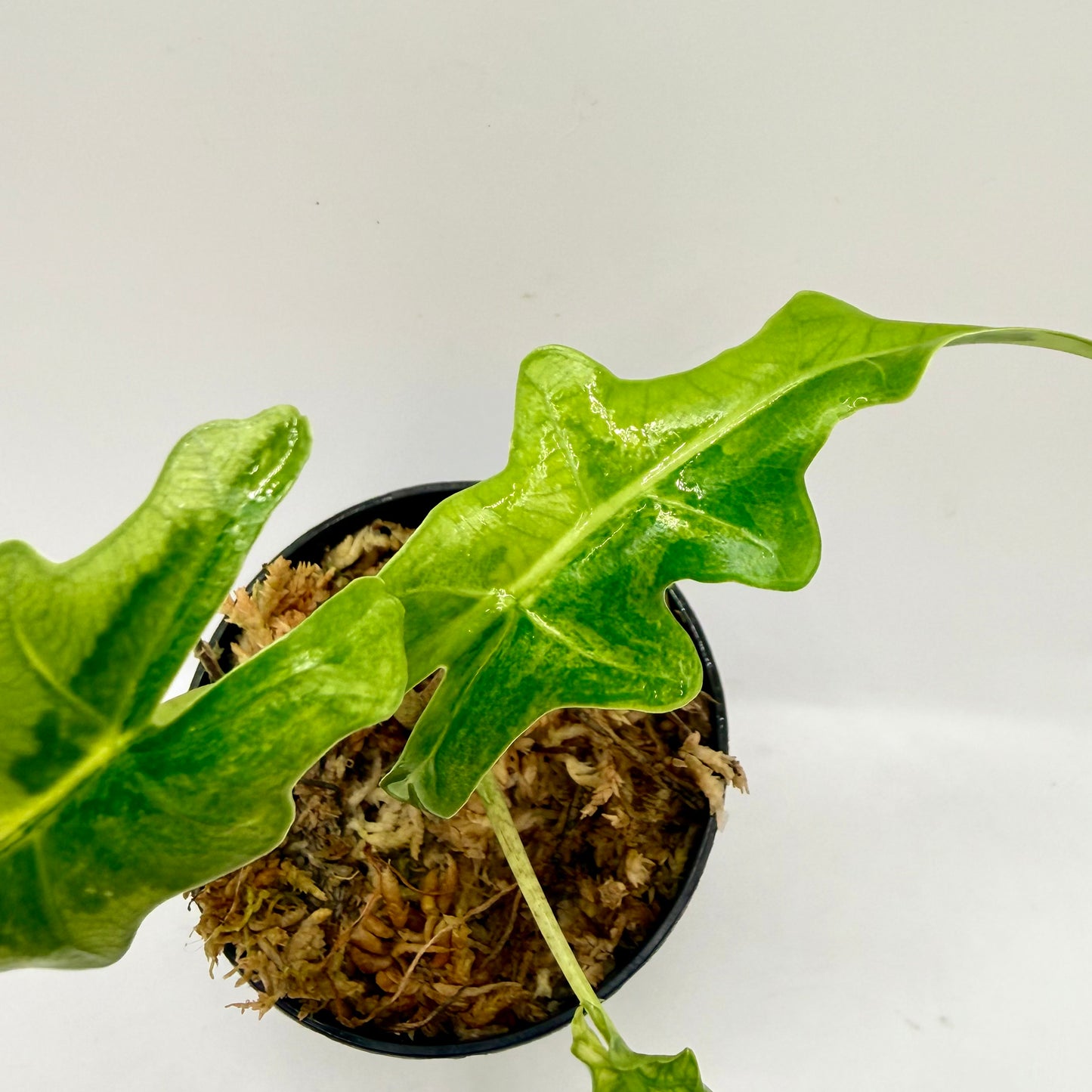 Alocasia Portei Aurea Variegata