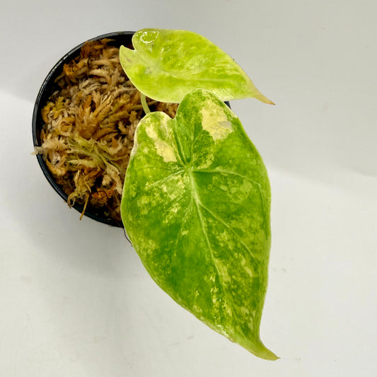 Alocasia Puber Aurea Variegata