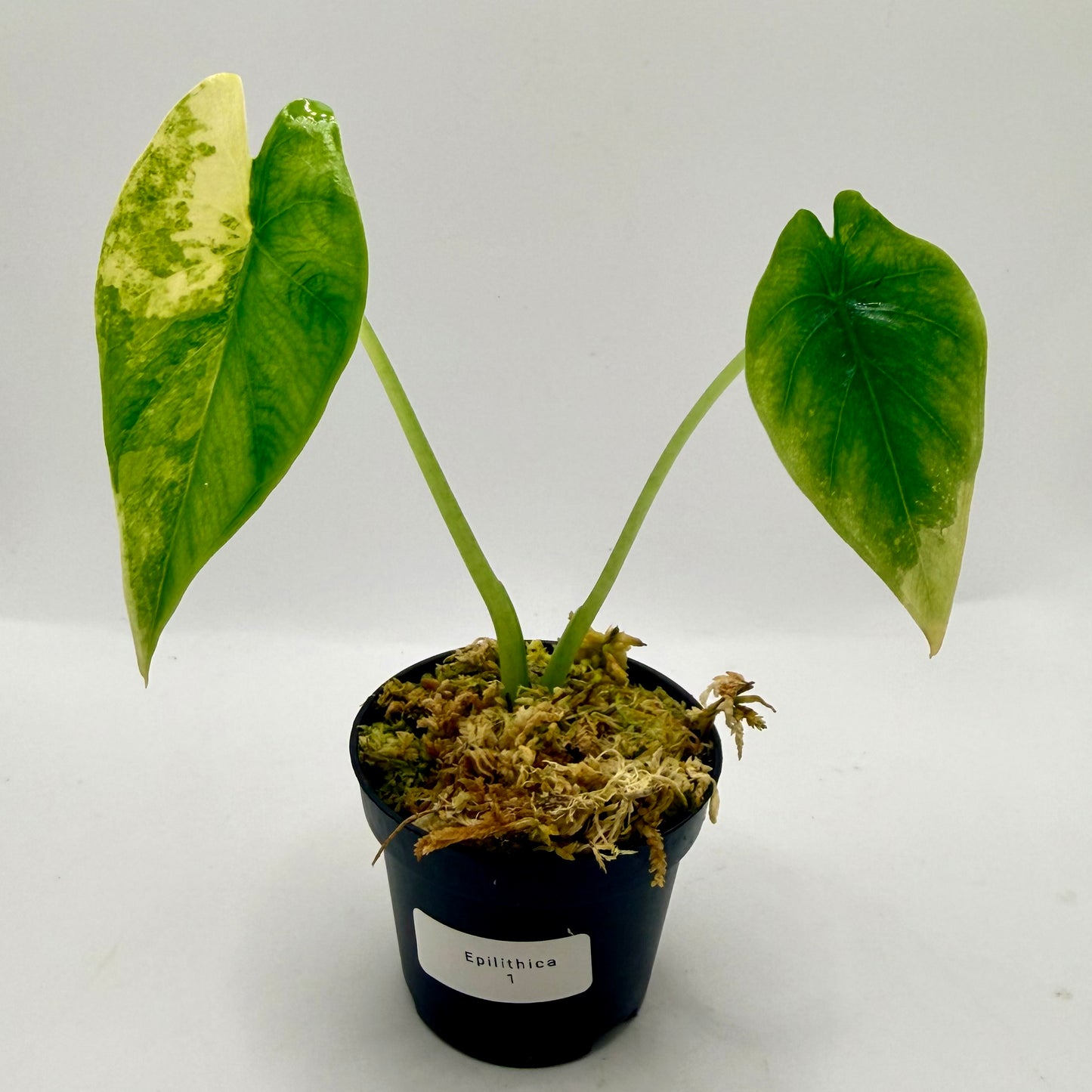 Alocasia Epilithica Aurea Variegata